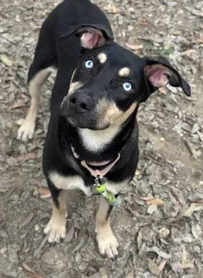 Littlefoot thumbnail 2