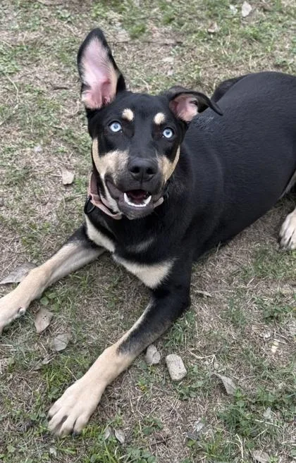 Littlefoot thumbnail 3