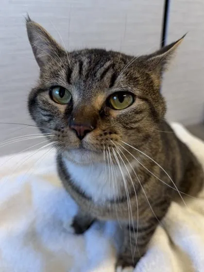 An adult medium-sized male Domestic Short Hair cat named Tiger for adoption in West Chester, PA