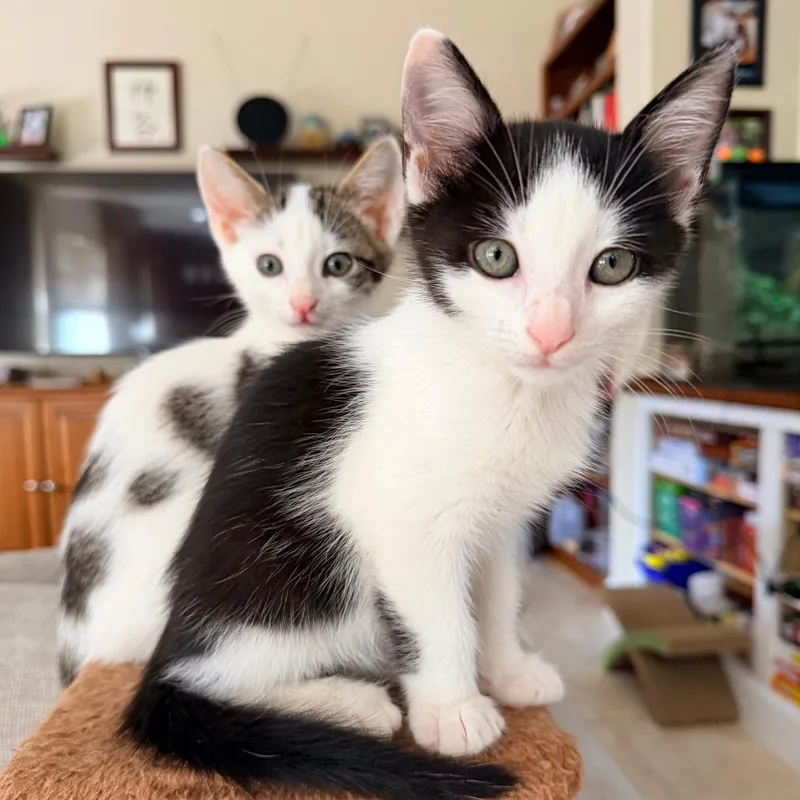 A baby small-sized male White Domestic Short Hair cat named Bishop for adoption in Jupiter, FL