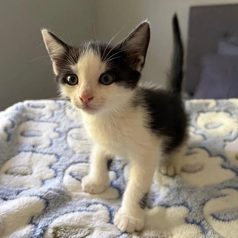 Bishop thumbnail 5
