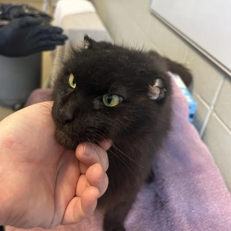 A senior large-sized male Black Domestic Medium Hair cat named Leon for adoption in Bristol, IN