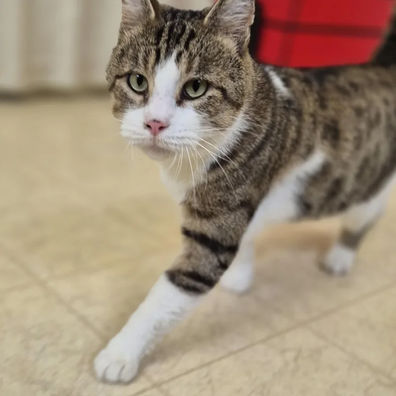An adult large-sized male Tabby (Brown / Chocolate) Tabby cat named Kee for adoption in Bluffton, IN