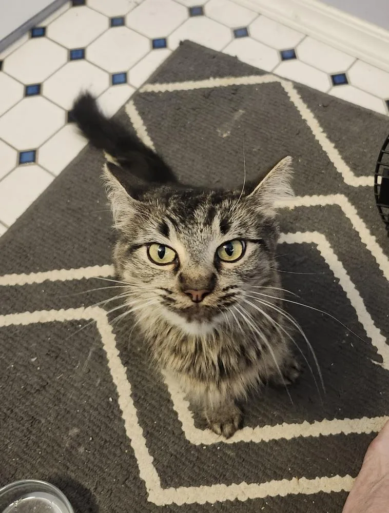 An adult small-sized female Gray / Blue / Silver Domestic Short Hair cat named Mila for adoption in Parker, CO