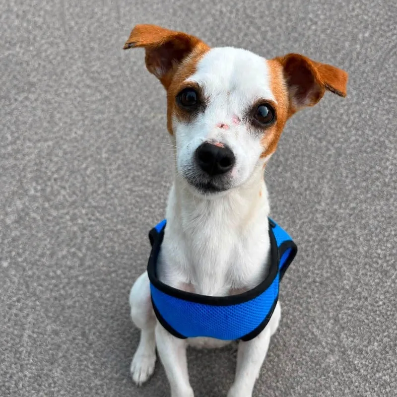 An adult small-sized male Tricolor (Brown, Black, & White) Chihuahua dog named Milo for adoption in Elkton, MD