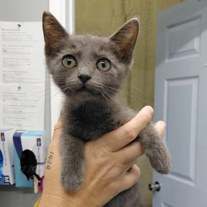 A baby small-sized female Gray / Blue / Silver Domestic Short Hair cat named CSASStray for adoption in Springtown, TX