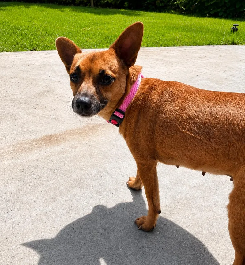 An adult small-sized female Tricolor (Brown, Black, & White) Chihuahua dog named Priza for adoption in Saugus, MA