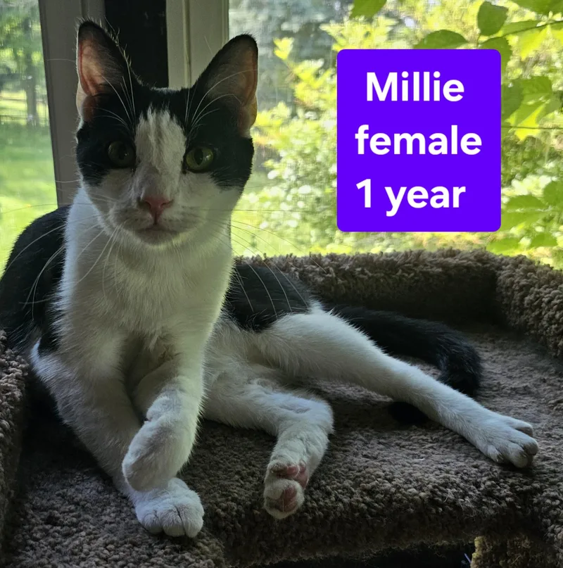 An adult medium-sized female Black & White / Tuxedo Domestic Short Hair cat named Millie for adoption in Greensburg, PA
