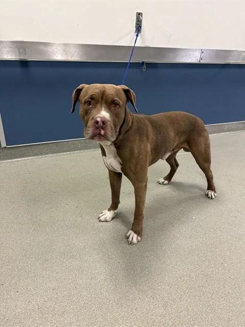 An adult large-sized male Terrier dog named Max for adoption in Miami, FL