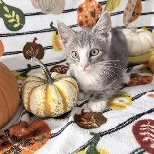 A baby small-sized male Tabby (Gray / Blue / Silver) Domestic Short Hair cat named Hound for adoption in Rochester, MN