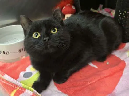 Jambalaya thumbnail 2