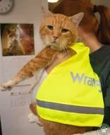 An adult large-sized male Buff / Tan / Fawn Domestic Medium Hair cat named Chester for adoption in Potsdam, NY
