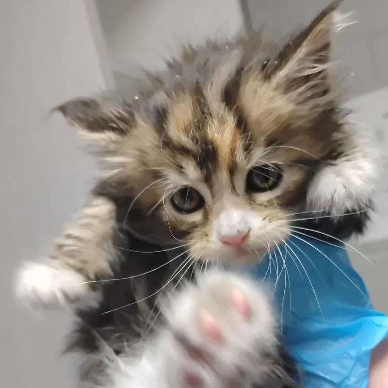 A baby small-sized female Brown / Chocolate Domestic Medium Hair cat named Voxie for adoption in Summerville, SC
