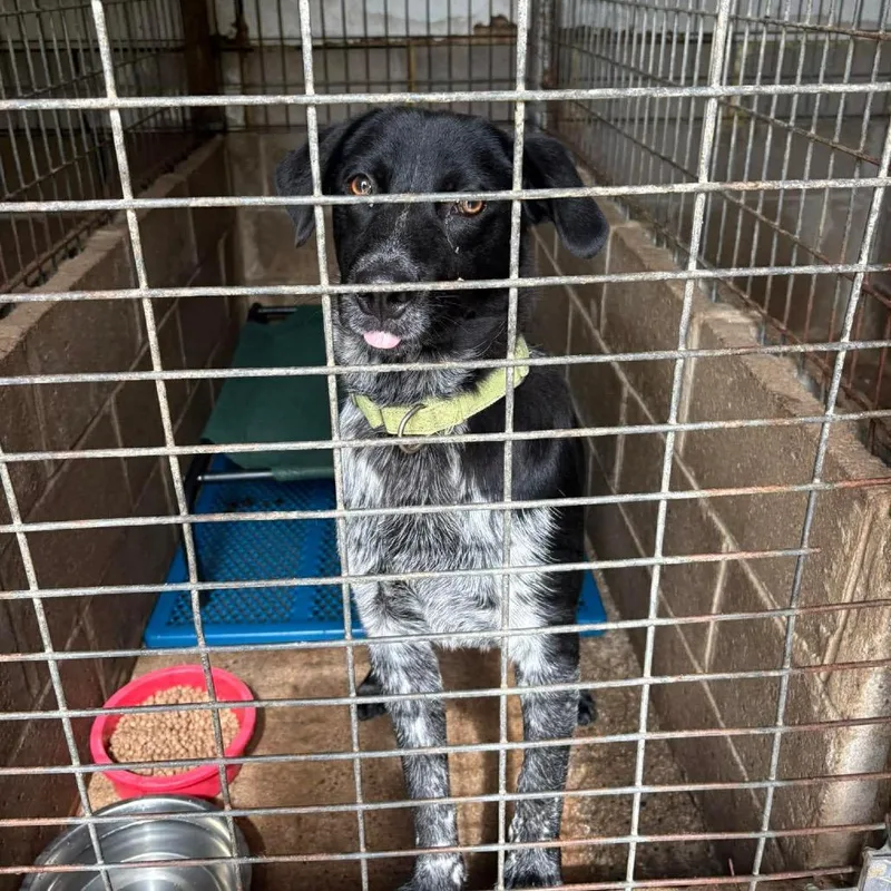 A young medium-sized male Black Australian Cattle Dog / Blue Heeler dog named Colt for adoption in Hackett, AR