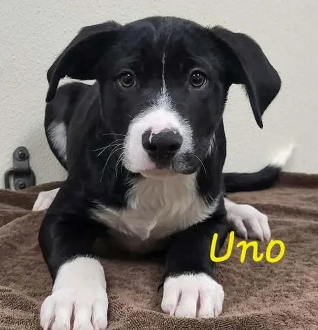 A baby medium-sized male Tricolor (Brown, Black, & White) Mixed Breed dog named Uno for adoption in Groveland, MA
