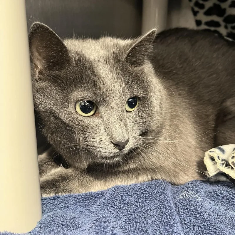 An adult medium-sized female Gray / Blue / Silver Domestic Short Hair cat named Iris for adoption in Fort Wayne, IN