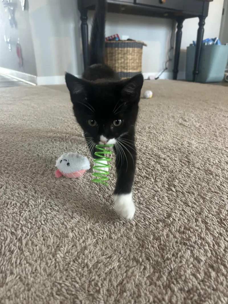 Mochi
