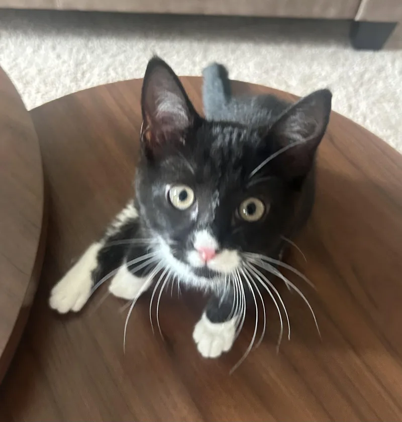 Mochi thumbnail 3