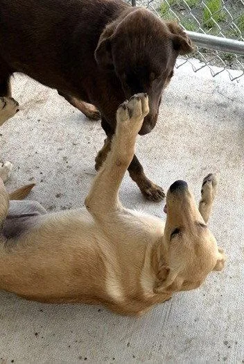 A young large-sized male Yellow Labrador Retriever dog named Astro for adoption in Carrollton, GA