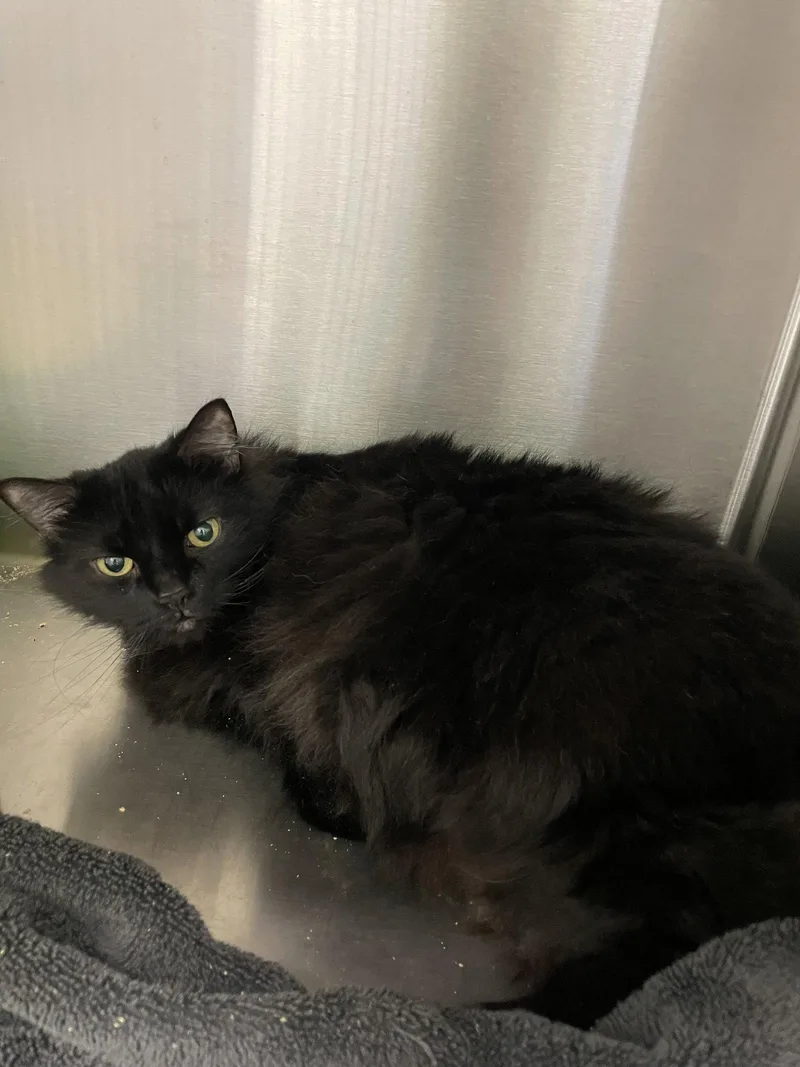 An adult medium-sized female Black Bombay cat named Nala for adoption in Georgetown, KY