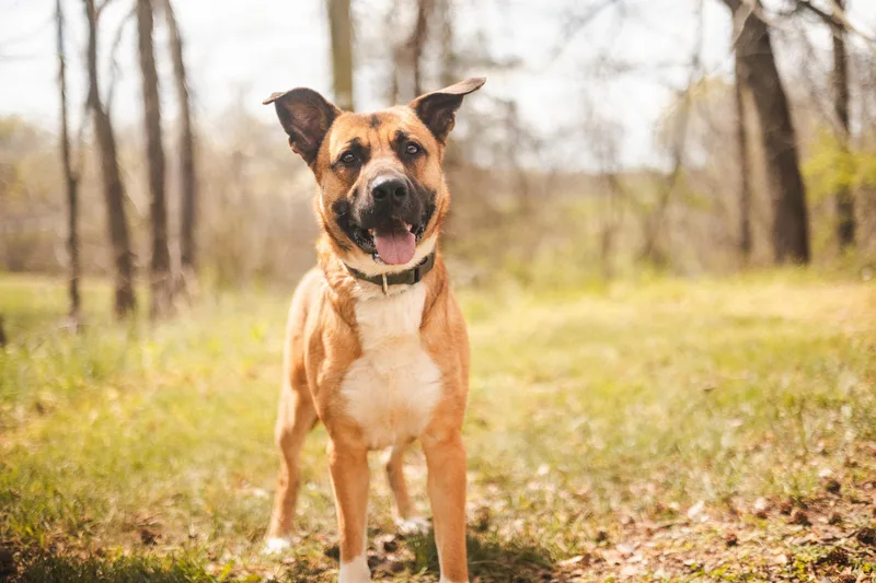A young medium-sized male Yellow / Tan / Blond / Fawn Mixed Breed dog named Dieseltransport for adoption in Gradyville, KY