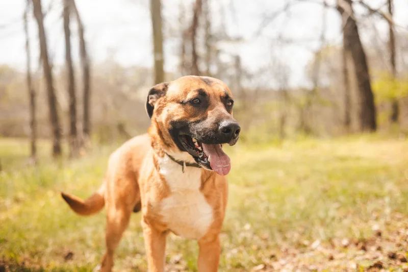 Dieseltransport thumbnail 2