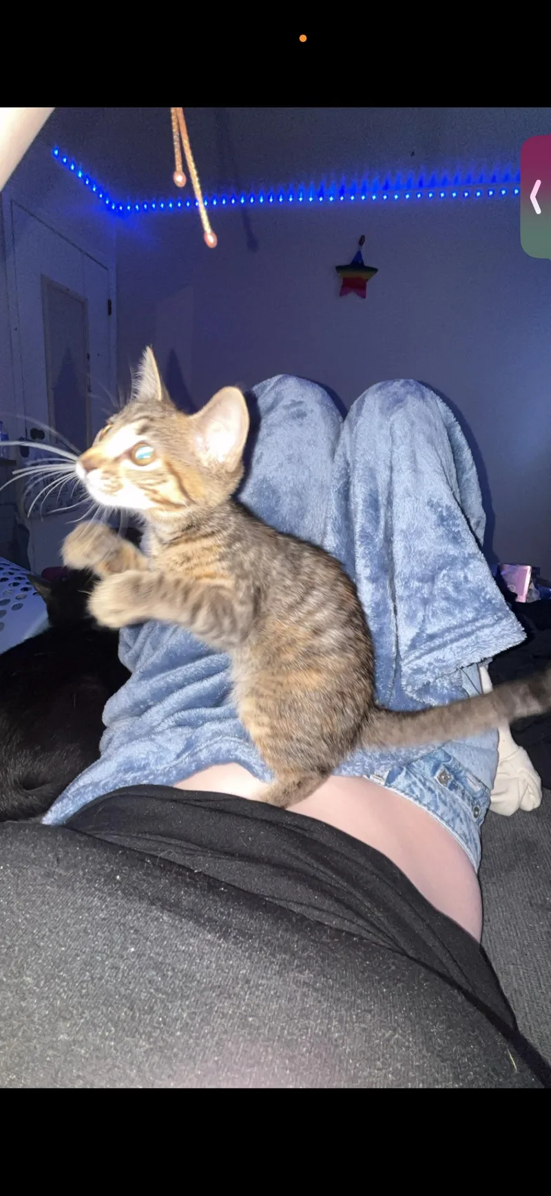 A baby medium-sized female American Shorthair cat named Apple for adoption in Morgantown, WV