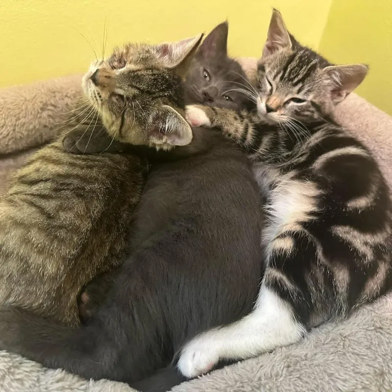 A young small-sized female American Shorthair cat named Scout for adoption in Hillsborough, NC