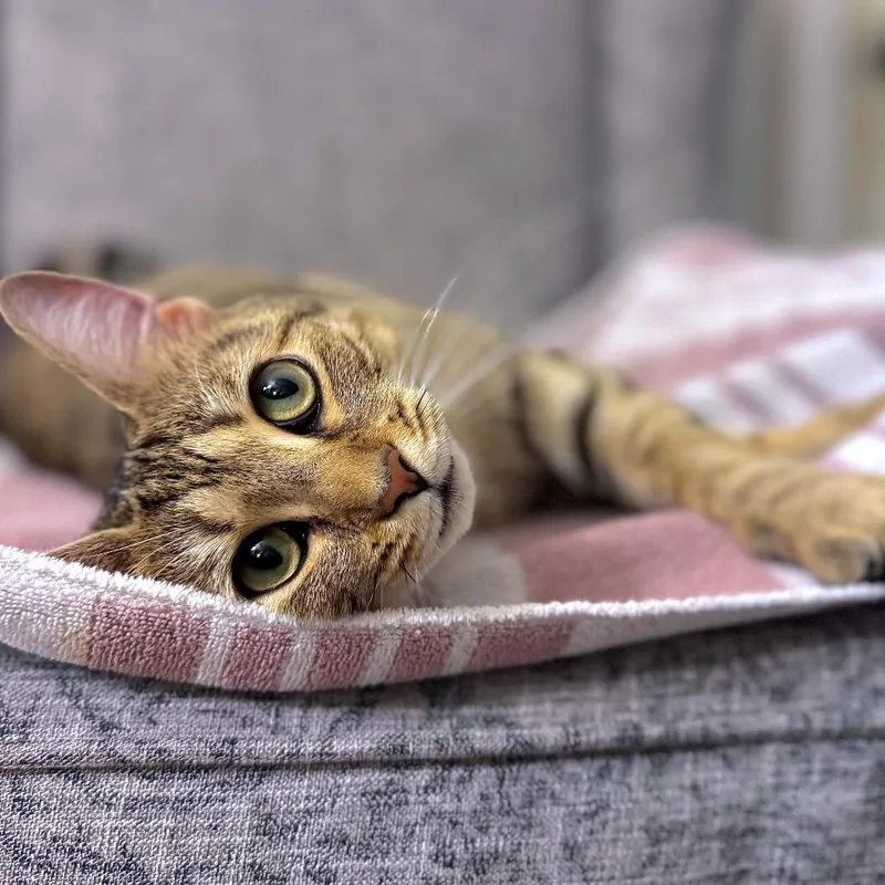 An adult medium-sized female Torbie Domestic Short Hair cat named Chalupa for adoption in Salisbury, MA