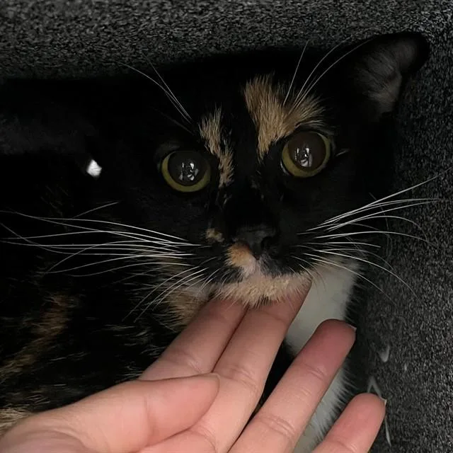 A young medium-sized female Domestic Short Hair cat named Goldeen for adoption in Naples, FL