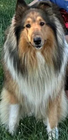 An adult medium-sized male White / Cream Collie dog named Elvis for adoption in Mocksville, NC