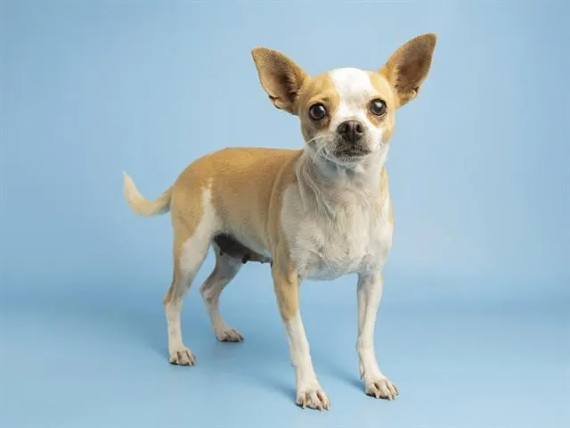 An adult small-sized female Chihuahua dog named Teena for adoption in Phoenix, AZ