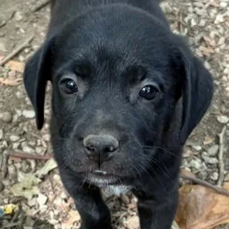 A baby large-sized male Black Labrador Retriever dog named Ranger for adoption in LEMONT, IL