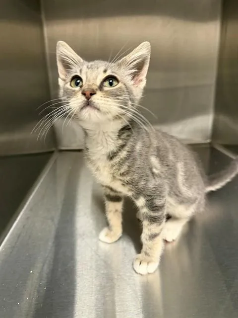 A baby small-sized male Domestic Short Hair cat named Iceman for adoption in Ontario, CA