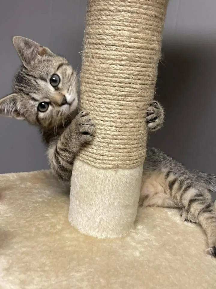 A baby medium-sized female Tabby (Brown / Chocolate) Domestic Short Hair cat named Charity for adoption in Lacon, IL