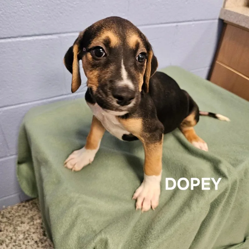 A baby small-sized male Brown / Chocolate Mixed Breed dog named Dopey for adoption in Madisonville, TN