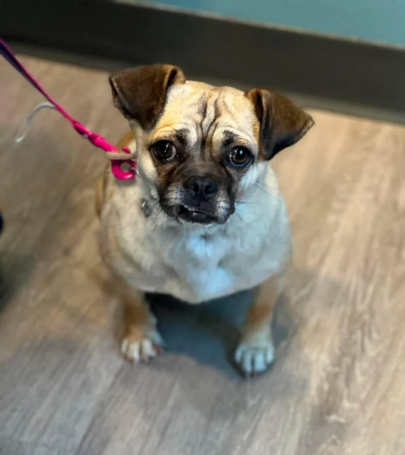 An adult small-sized female Pug dog named Boba for adoption in Othello, WA