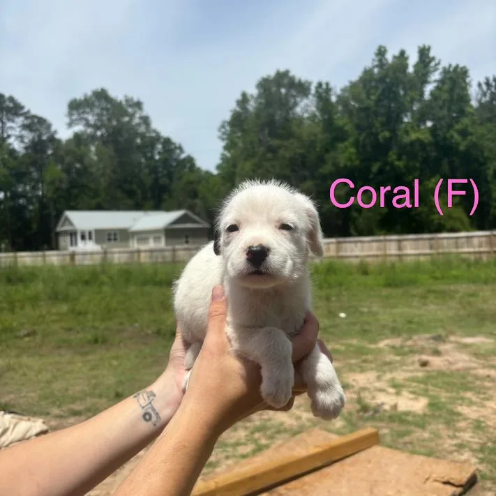 Coral thumbnail 3