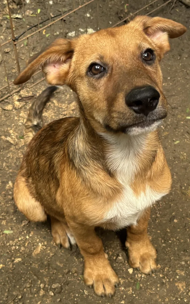 A baby medium-sized male German Shepherd Dog dog named James for adoption in West Haven, CT
