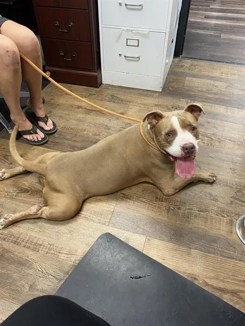 An adult medium-sized female Pit Bull Terrier dog named Aziela for adoption in Albuquerque, NM