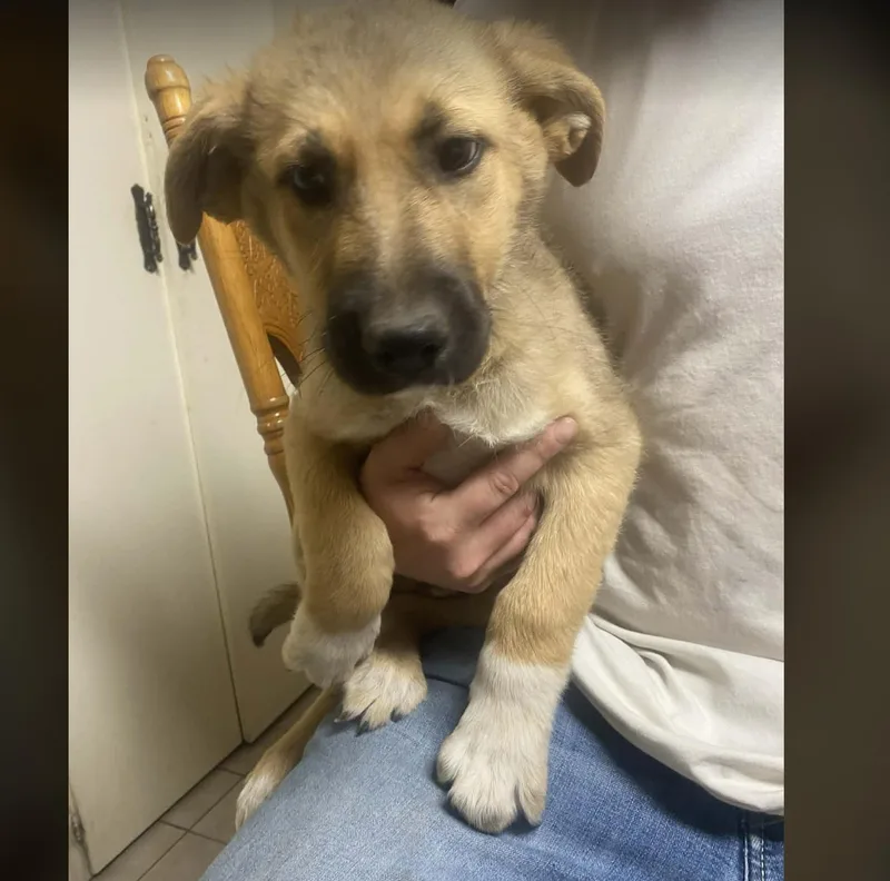 A baby large-sized male Yellow / Tan / Blond / Fawn Shepherd dog named Marshall for adoption in Uxbridge, MA
