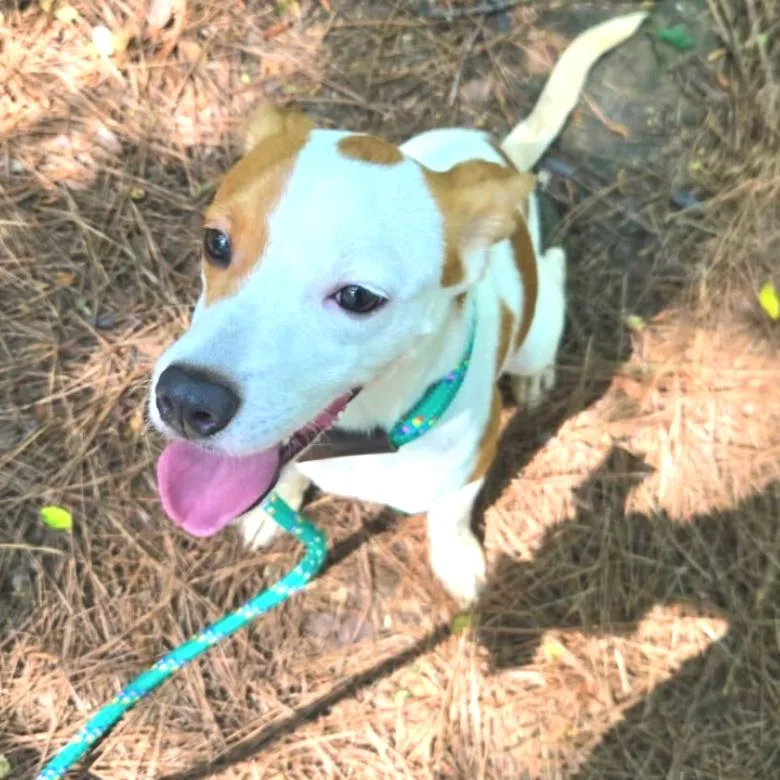 An adult small-sized male White / Cream Terrier dog named Wishbone for adoption in Birmingham, AL
