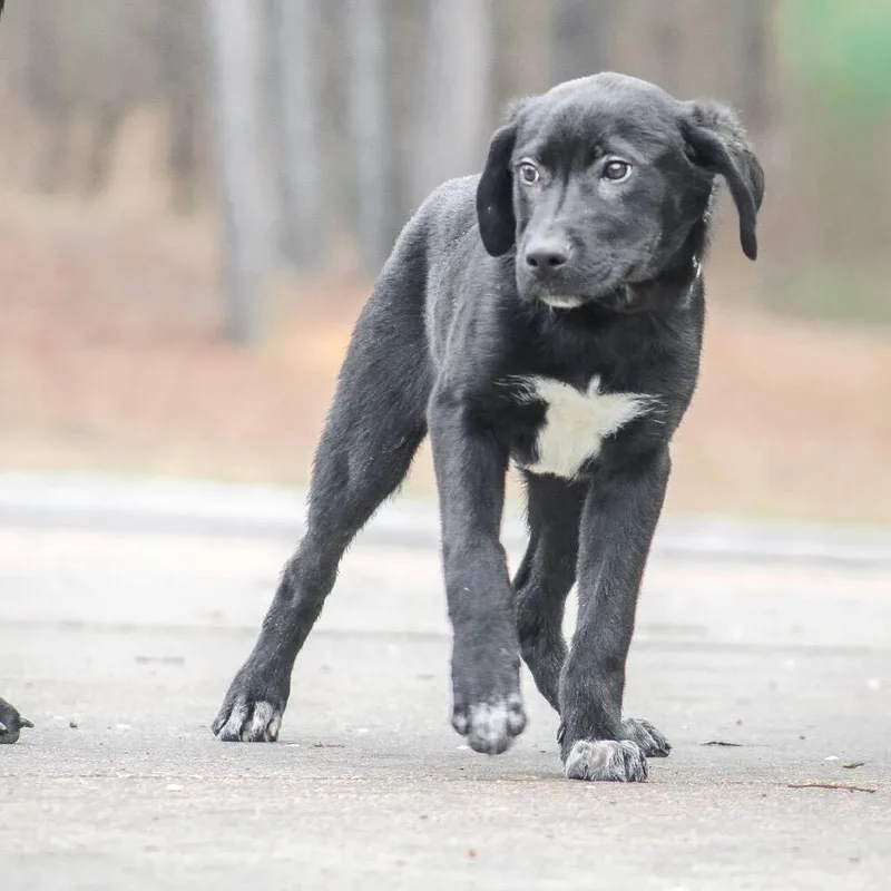 Faulkner thumbnail 2