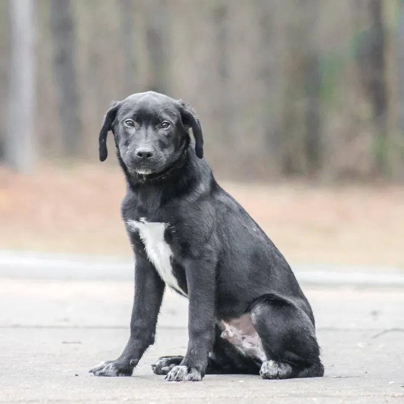 Faulkner thumbnail 3