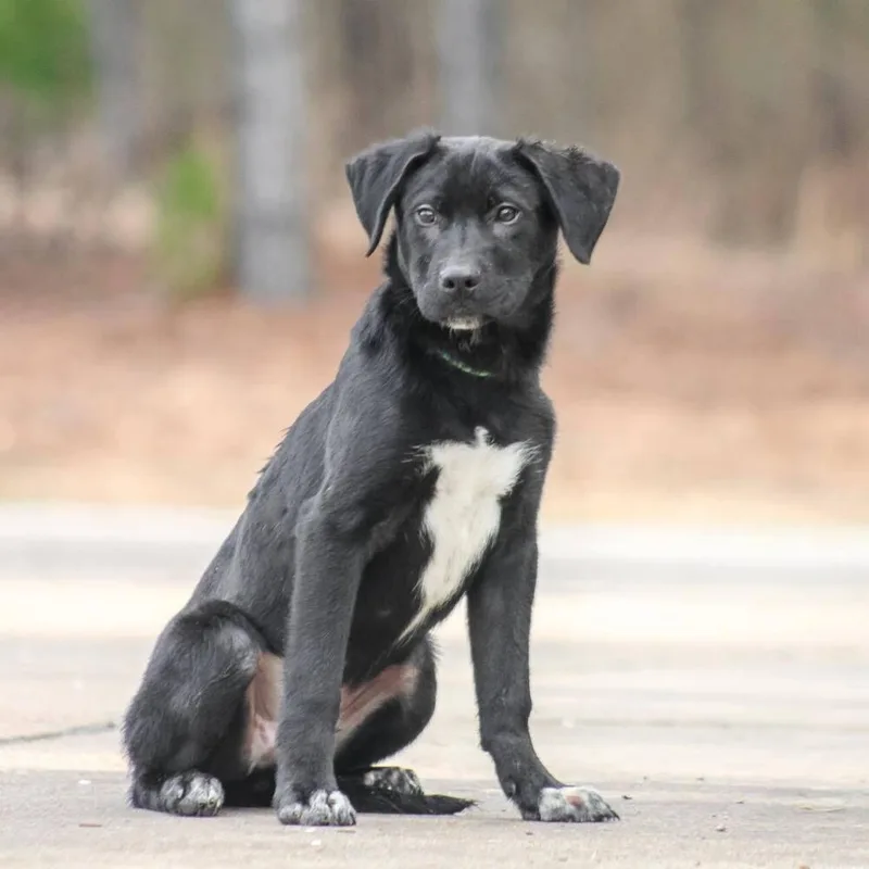 Faulkner thumbnail 4