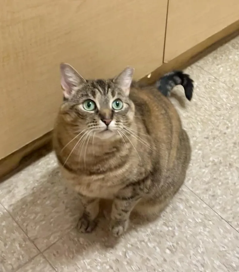 A young medium-sized female Domestic Short Hair cat named Judy for adoption in Mayfield, NY
