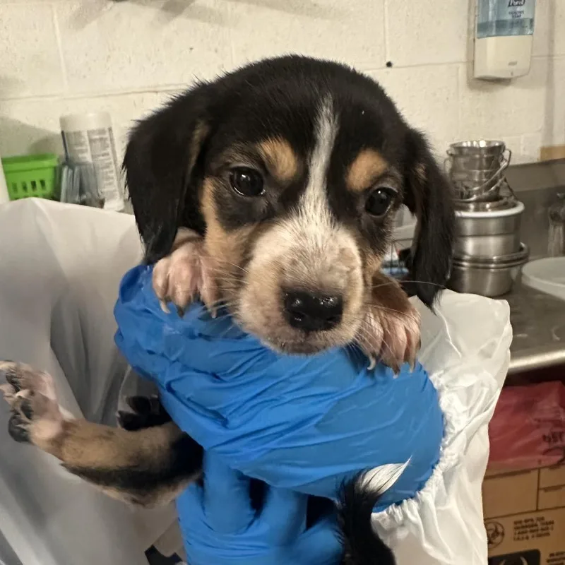 A baby medium-sized female Black Shepherd dog named Hinata for adoption in Edinburg, TX