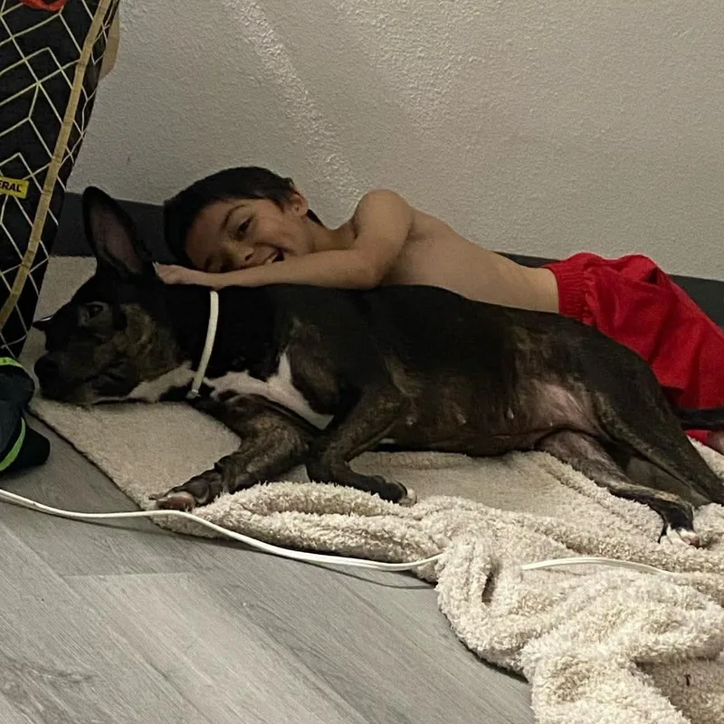 A young medium-sized female Black American Staffordshire Terrier dog named Amaya for adoption in Austin, TX