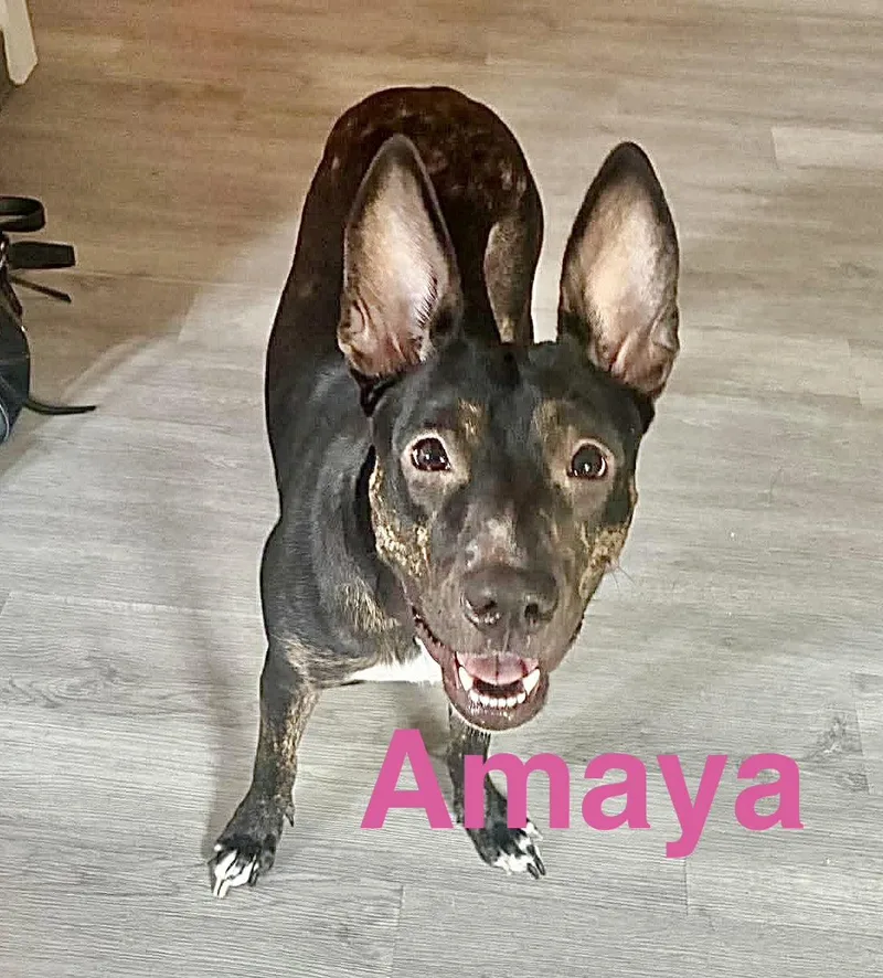 Amaya thumbnail 5