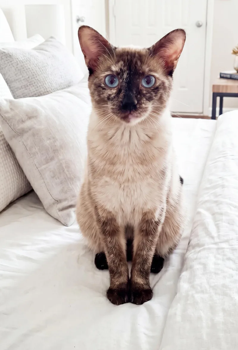 A young small-sized female Siamese cat named Crystal for adoption in Walnut Creek, CA